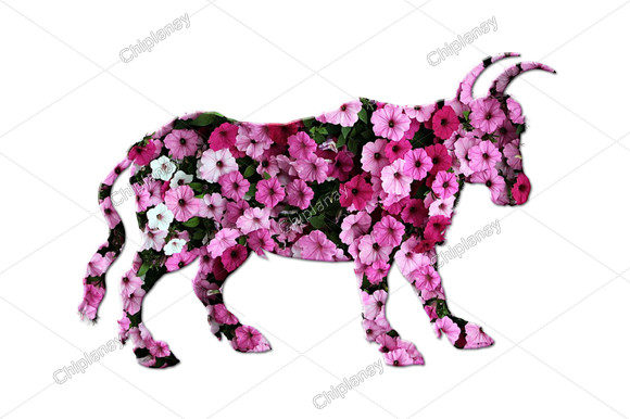 Discover the Versatile Charm of Cow Bull Head Flowers Floral